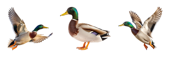 Male mallard in flight on transparent background