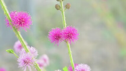 Delicate pink mimosa flowers in full bloom, symbolizing femininity and joy.