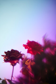 Dreamy Rose flower with rainbow effect