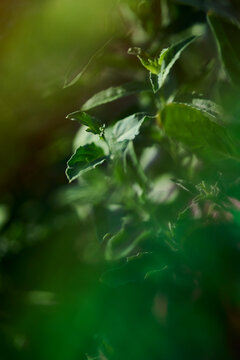 Dreamy herbs with rainbow effect