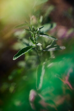 Dreamy herbs with rainbow effect