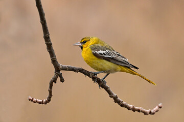 Close up of a young Bullock's Oriole perched on a branch 