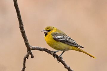 Close up of a young Bullock's Oriole perched on a branch 