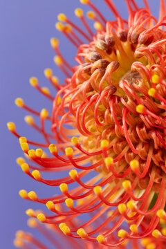 Macro view of pincushion protea flower with amazing bloom