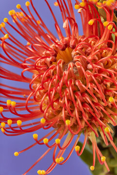 Close up of beautiful inflorescences on leucospermum cordifolium