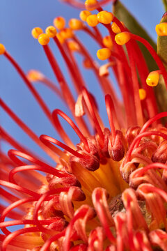 Bright pincushion protea with yellow-orange natural pistils