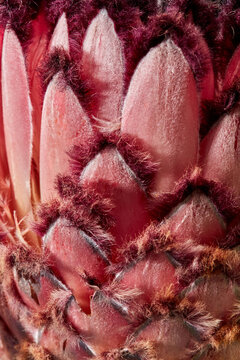 Natural seamless pattern of exotic blooming protea