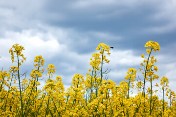 Close up of honey bee collecting pollen on yellow rape flowers
