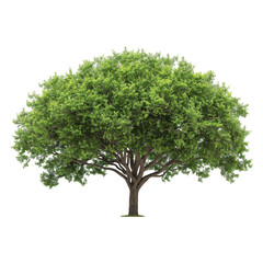 tree isolated transparent background