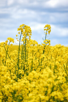 Yellow rapeseed blooming on meadow over blue sky