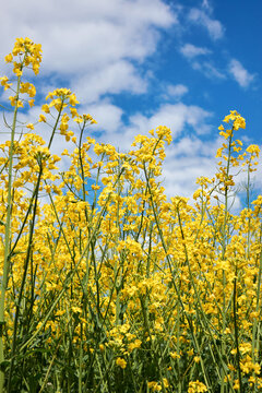 Oilseed rape blooming on agriculture field with blue sky