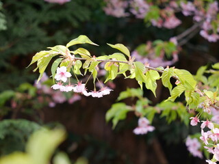 桜