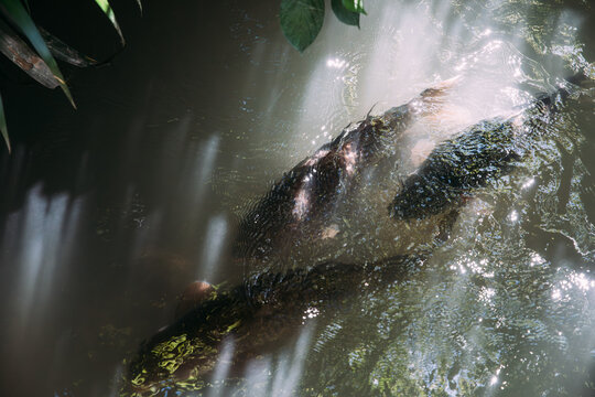 Sunlit carp fishes in Murky Waters