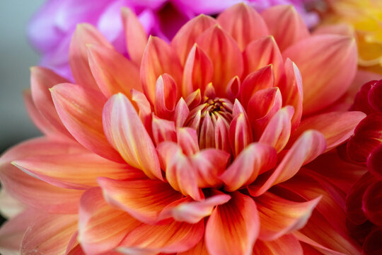 Orange dahlia