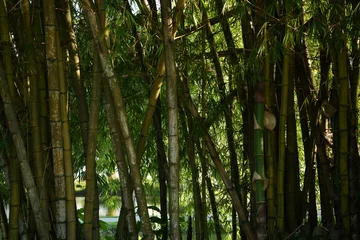 Keuken spatwand met foto bamboo forest background © @ironstarbr
