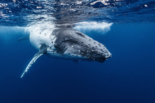 White Humpback Whale