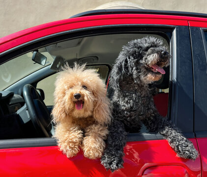 Funny poodle dogs in a car