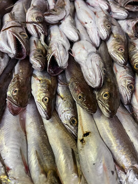 Fish in a box in the fishmarket