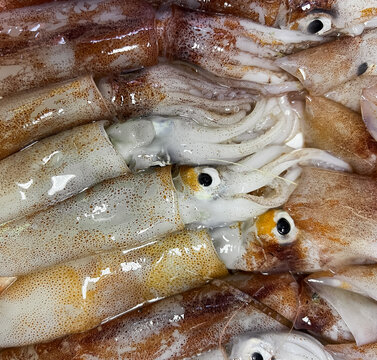 Molluscan cephalopods in the fishmarket