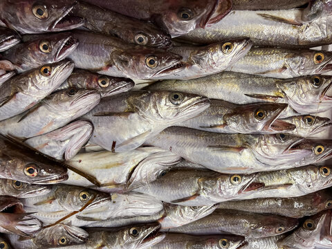 Fish in a box in the fishmarket