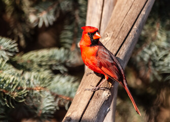 beautiful male Northern cardinal (Cardinalis cardinalis), in full breeding colors, standing on a wooden branch.
