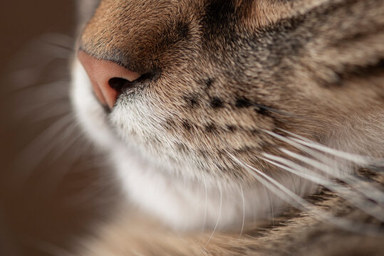 Cat nose 