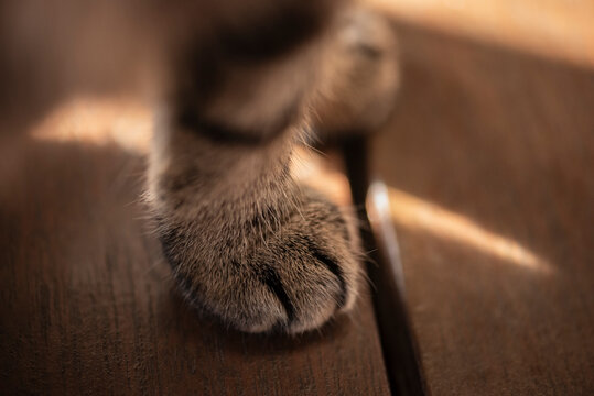 Cat paw