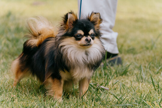 Happy german spitz dog with family in loving bond