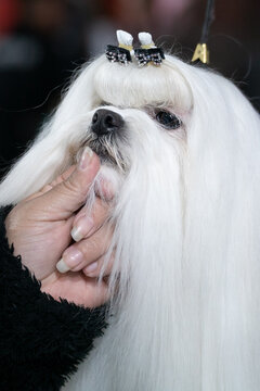 Loyal dog White coat, expressive eyes