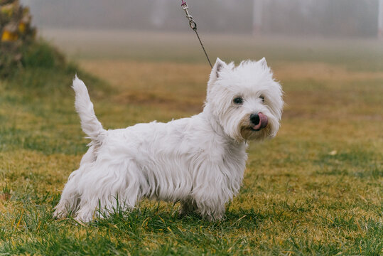 Loyal canine companion