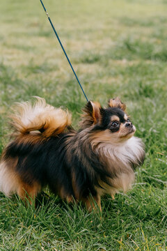Happy german spitz klein enjoying outdoor adventure with companions