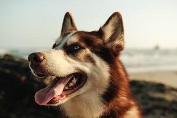 brown husky dog portrait