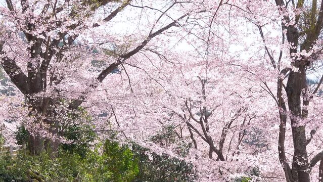 桜吹雪、花びらが舞う満開の桜並木風景  4K   2023年4月3日