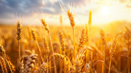 yellow wheat field on the sunset cloudy orange sky background - AI Generated