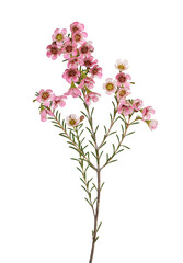 Fototapeta premium A stem of pink wax flowers isolated cutout on transparent
