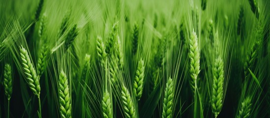 Naklejka premium A close-up view of a field filled with lush green wheat spikelets, swaying gently in the wind against a grassy backdrop.