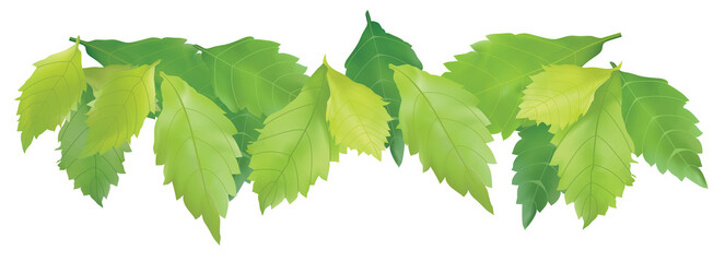 green branches of tree. Green leaves illustration.