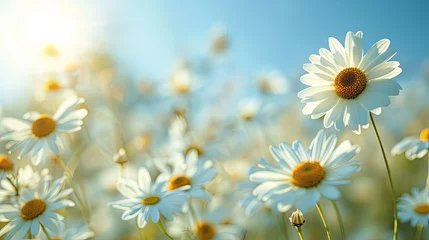 Foto op Plexiglas beautiful spring blurred background a blossoming meadow filled with daisies under a serene blue sky  © hisilly