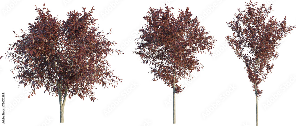 Sticker Prunus cerasifera tree 4k png cutout