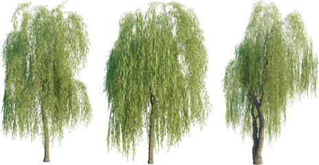 Salix babylonica tree 4k png cutout transparent