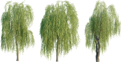 Salix babylonica tree 4k png cutout transparent