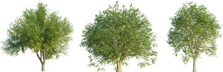 Quercus agrifolia tree 4k png cutout