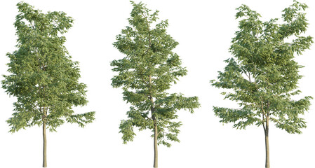 Robinia pseudoacacia tree 4k png cutout