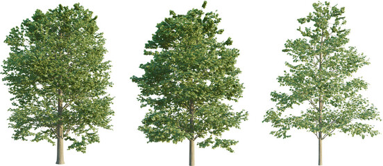 Tilia europaea tree 4k png cutout png - obrazy, fototapety, plakaty