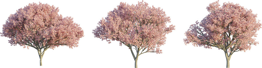Prunus serrulata tree 4k png cutout - Powered by Adobe