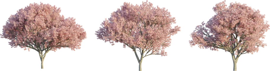 Wandaufkleber Prunus serrulata tree 4k png cutout © Đỗ Hải