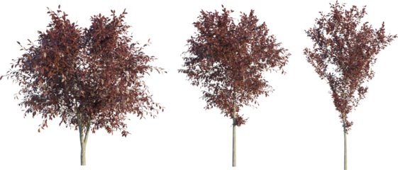 Prunus cerasifera tree 4k png cutout