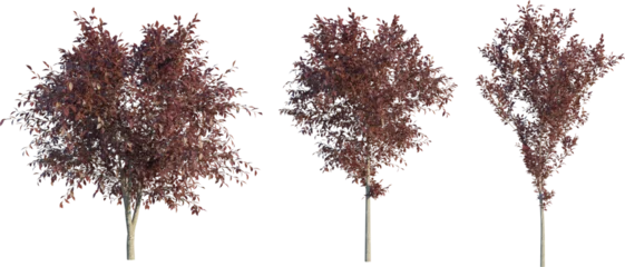 Wandaufkleber Prunus cerasifera tree 4k png cutout © Đỗ Hải