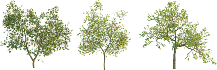  Malus domestica tree 4k png cutout