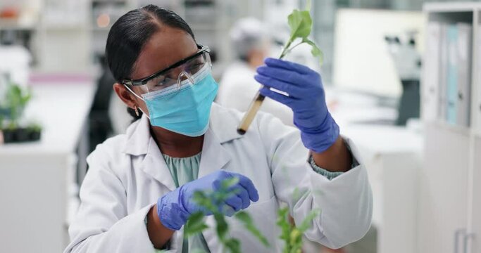 Science, mask and woman with plant in glass in laboratory for research, safety or medical engineering in nature. Biotech, botany and leaf sample, scientist or lab technician in checking agro study.